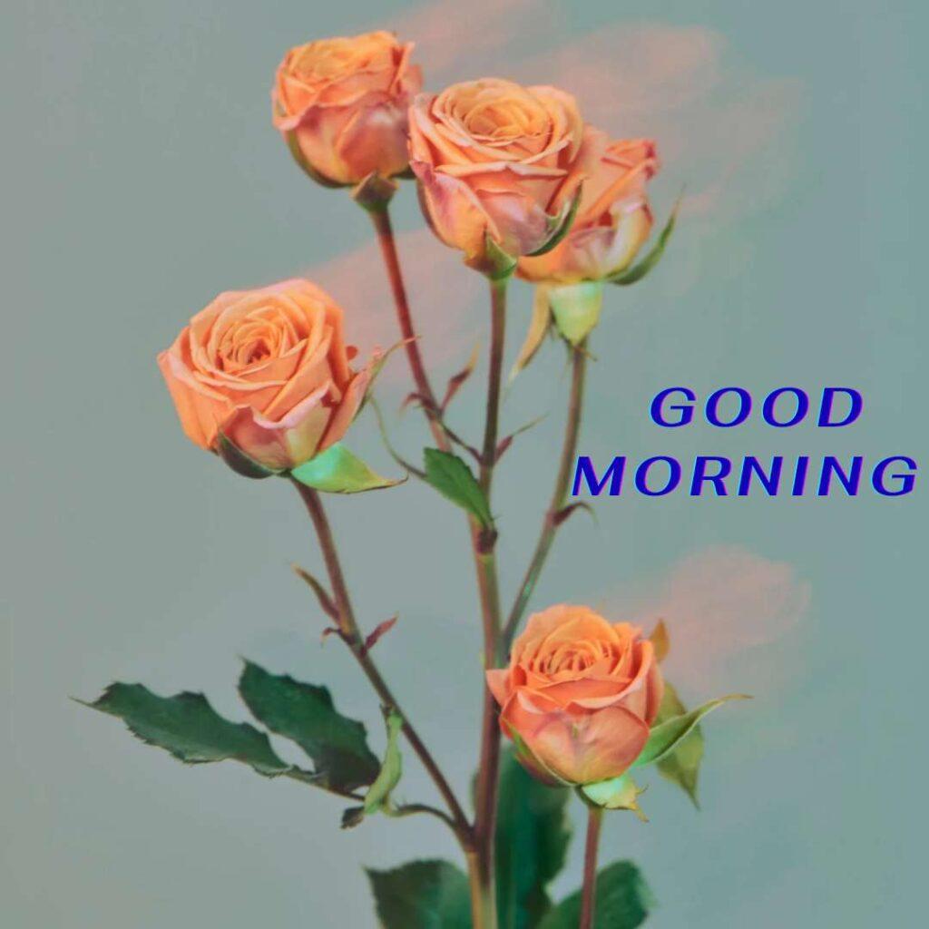 A bunch of Roses flowers with a good morning Image.