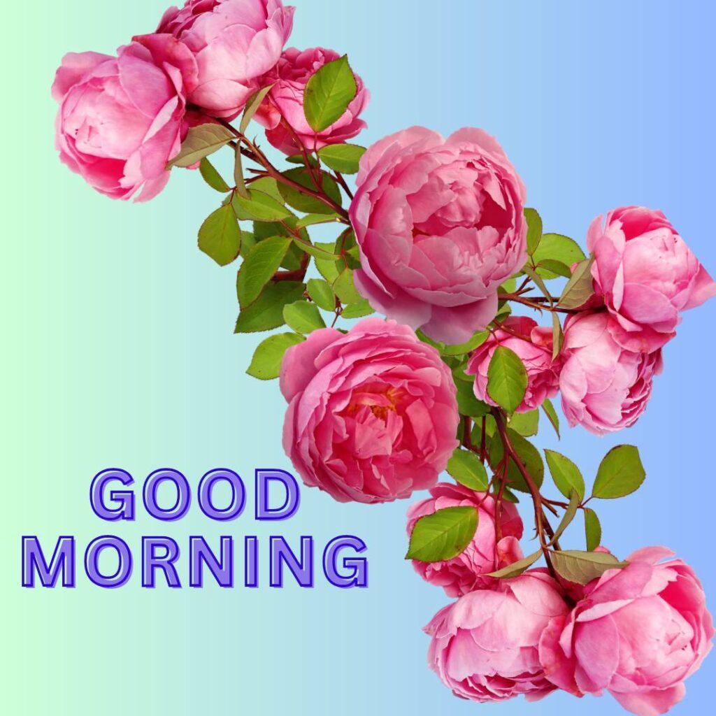 Image of rose flower with good morning.