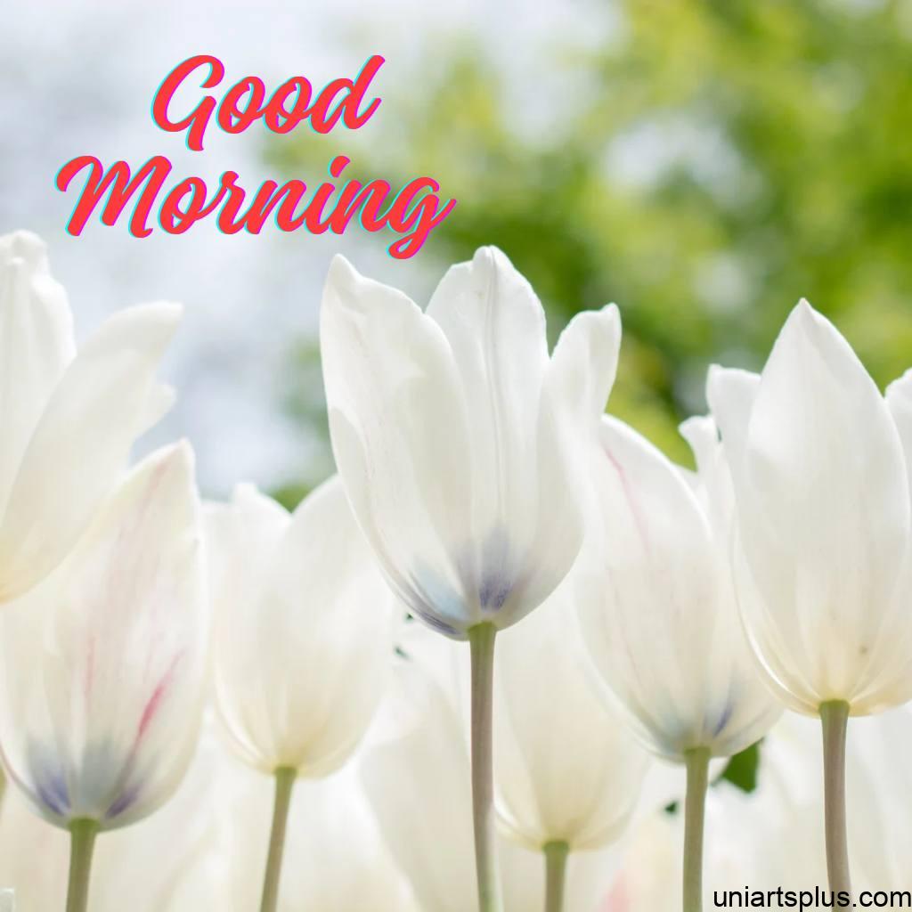 Beautiful white flowers Image with Good morning wishes.