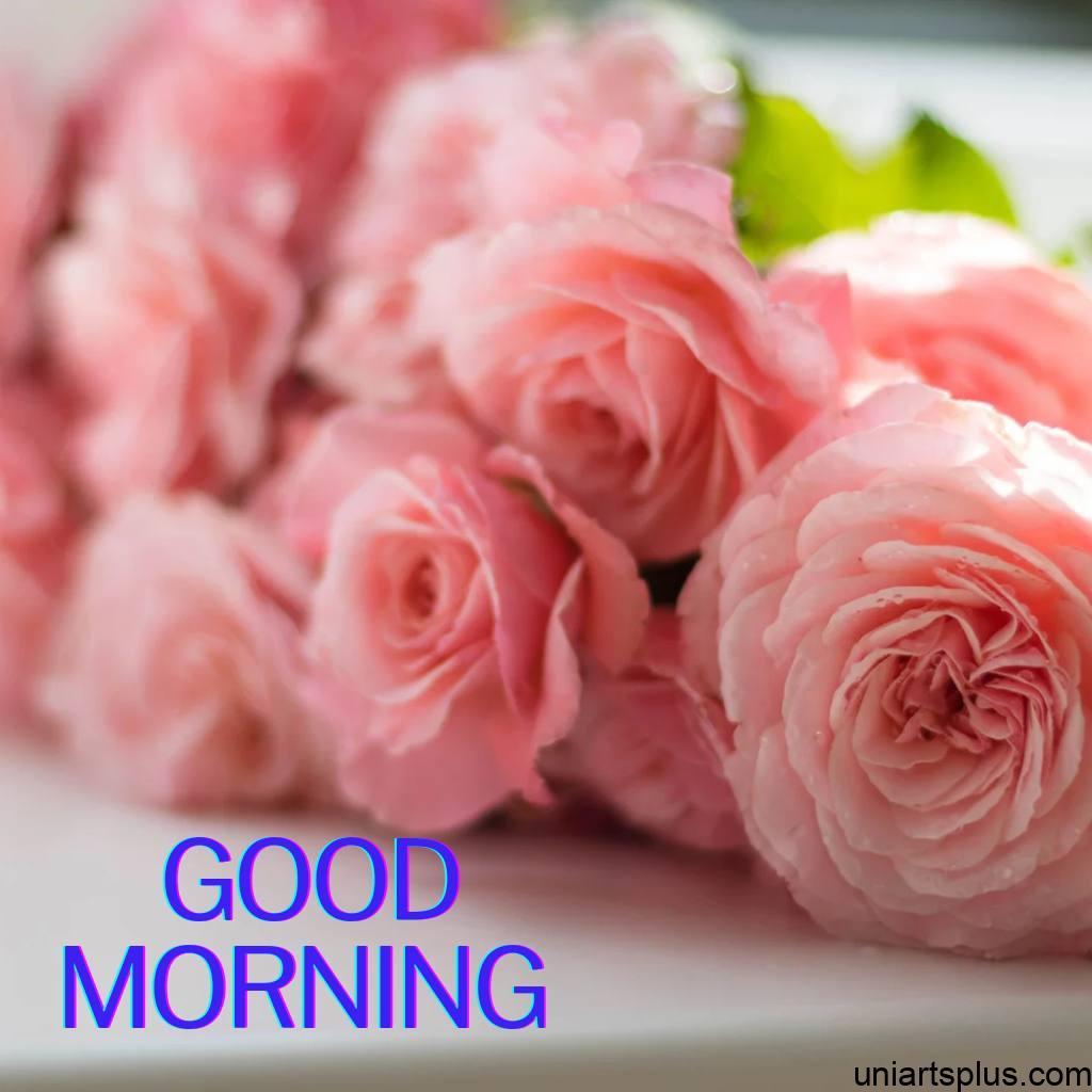 Beautiful rose flowers Image with Good morning wish.